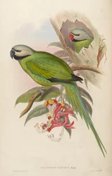 Palaeornis Caniceps = Psittacula Caniceps